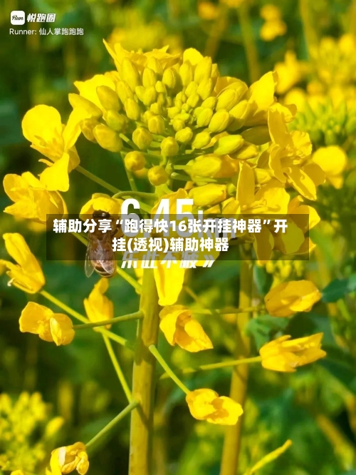 辅助分享“跑得快16张开挂神器”开挂(透视)辅助神器-第3张图片