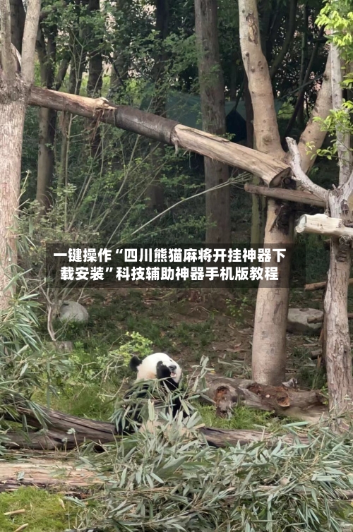 一键操作“四川熊猫麻将开挂神器下载安装	”科技辅助神器手机版教程-第2张图片